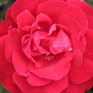 Web trgovina ruža - floribunda-grandiflora ruža  - crvena  - Rosa  Burning Love® - diskretni miris ruže - Mathias Tantau, Jr. - Njeni bezazleni cvjetovi otvoreni su u manjim skupinama od proljeća do jeseni.